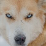 Knowing you’re being hunted will not stop the wolf.
